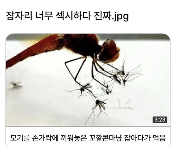출처 : https://ggoorr.net/thisthat/18039418